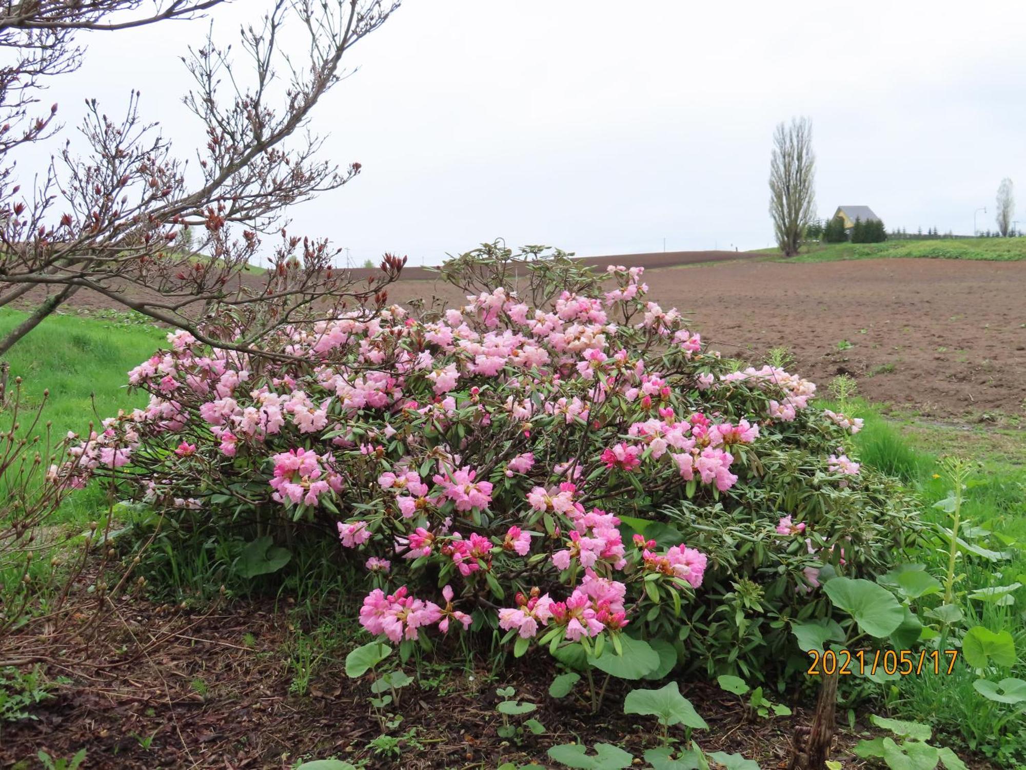 بيي Cottage Clover المظهر الخارجي الصورة