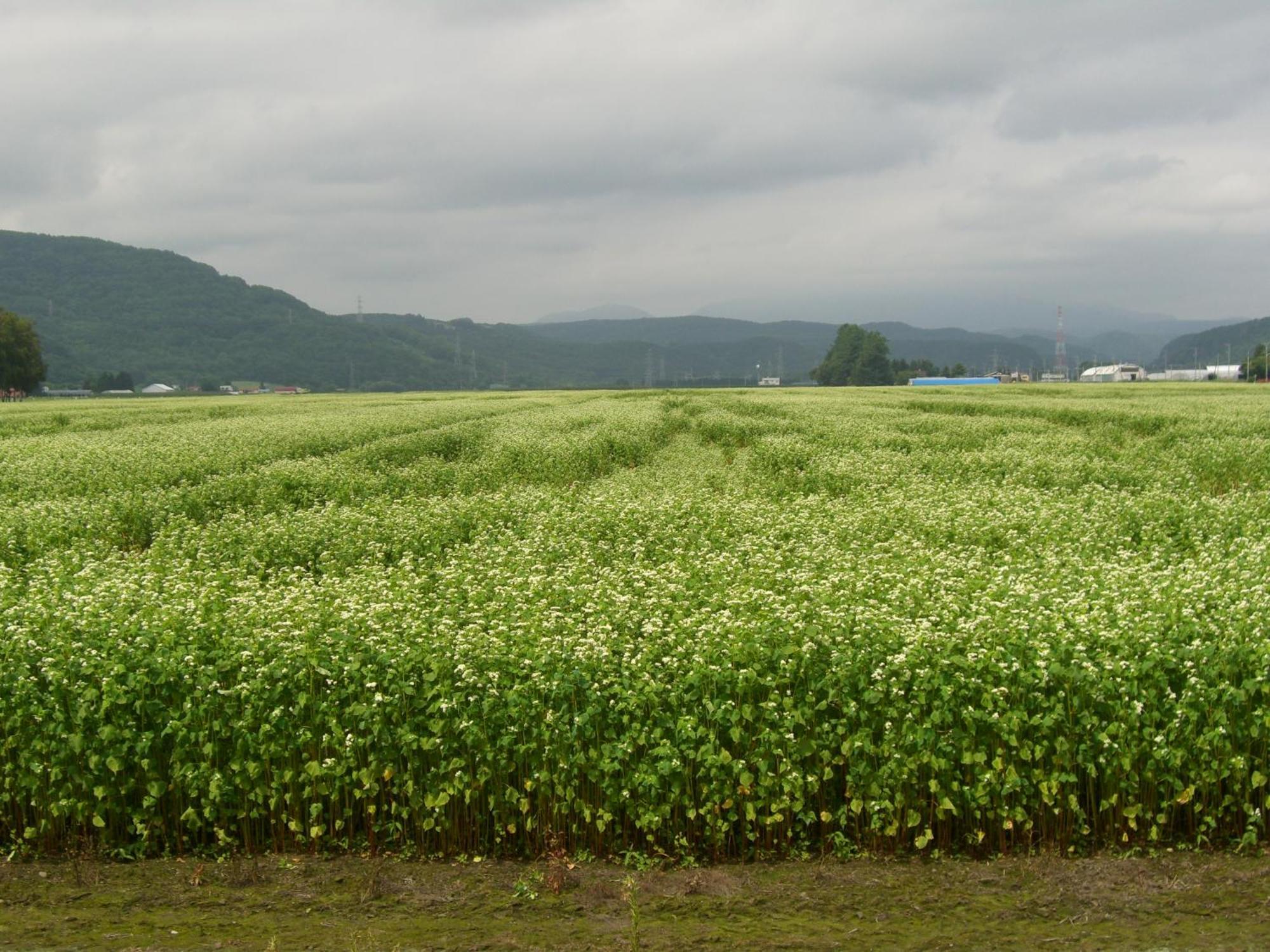 بيي Cottage Clover المظهر الخارجي الصورة